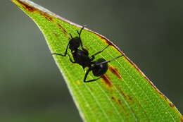 صورة Polyrhachis moesta Emery 1887