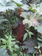 Image of Gunnera brephogea Linden & Andre