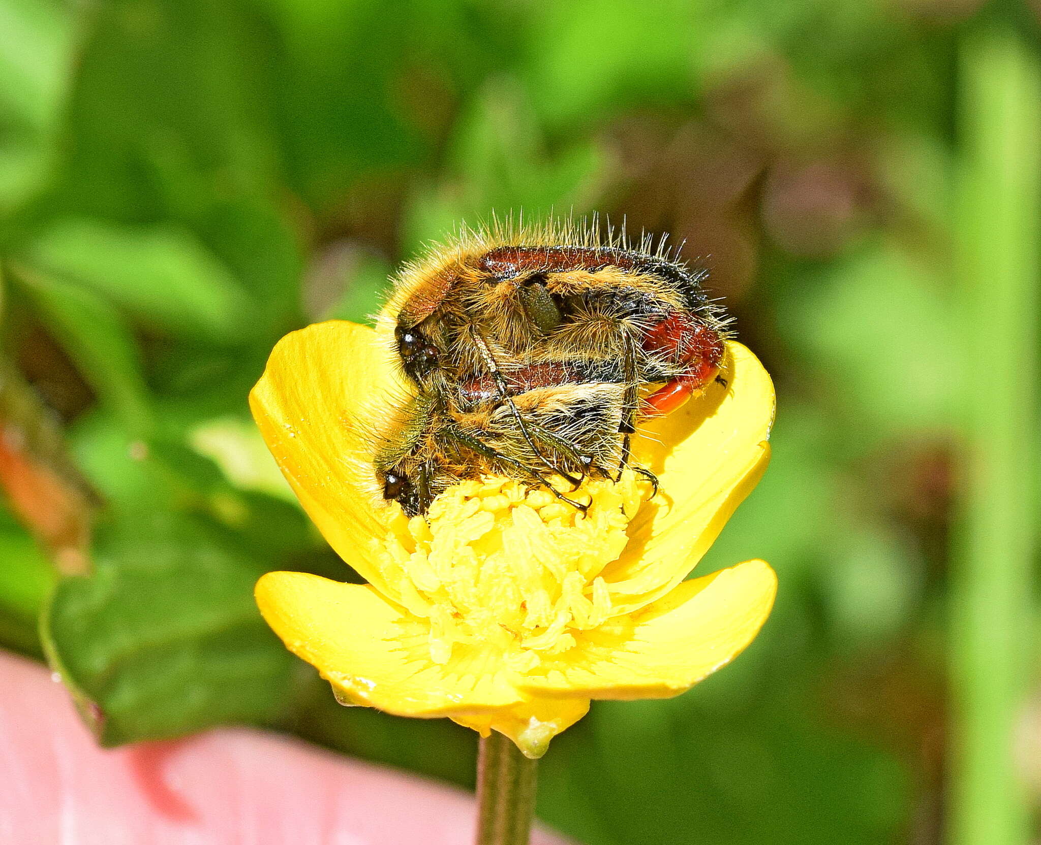 صورة Pygopleurus apicalis (Brullé 1832)