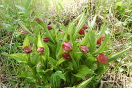 Image of Cypripedium ventricosum Sw.