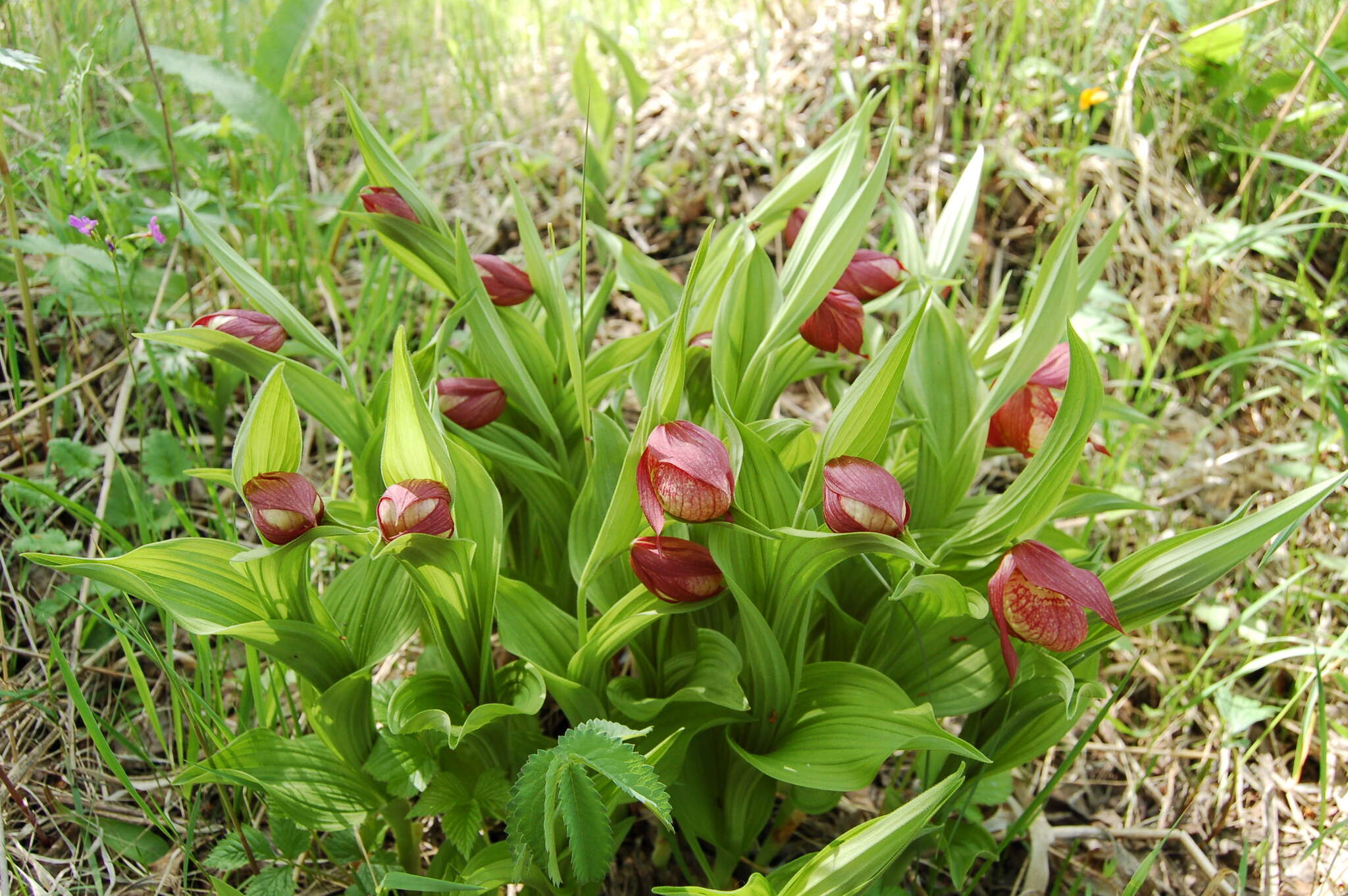 Image of Cypripedium ventricosum Sw.