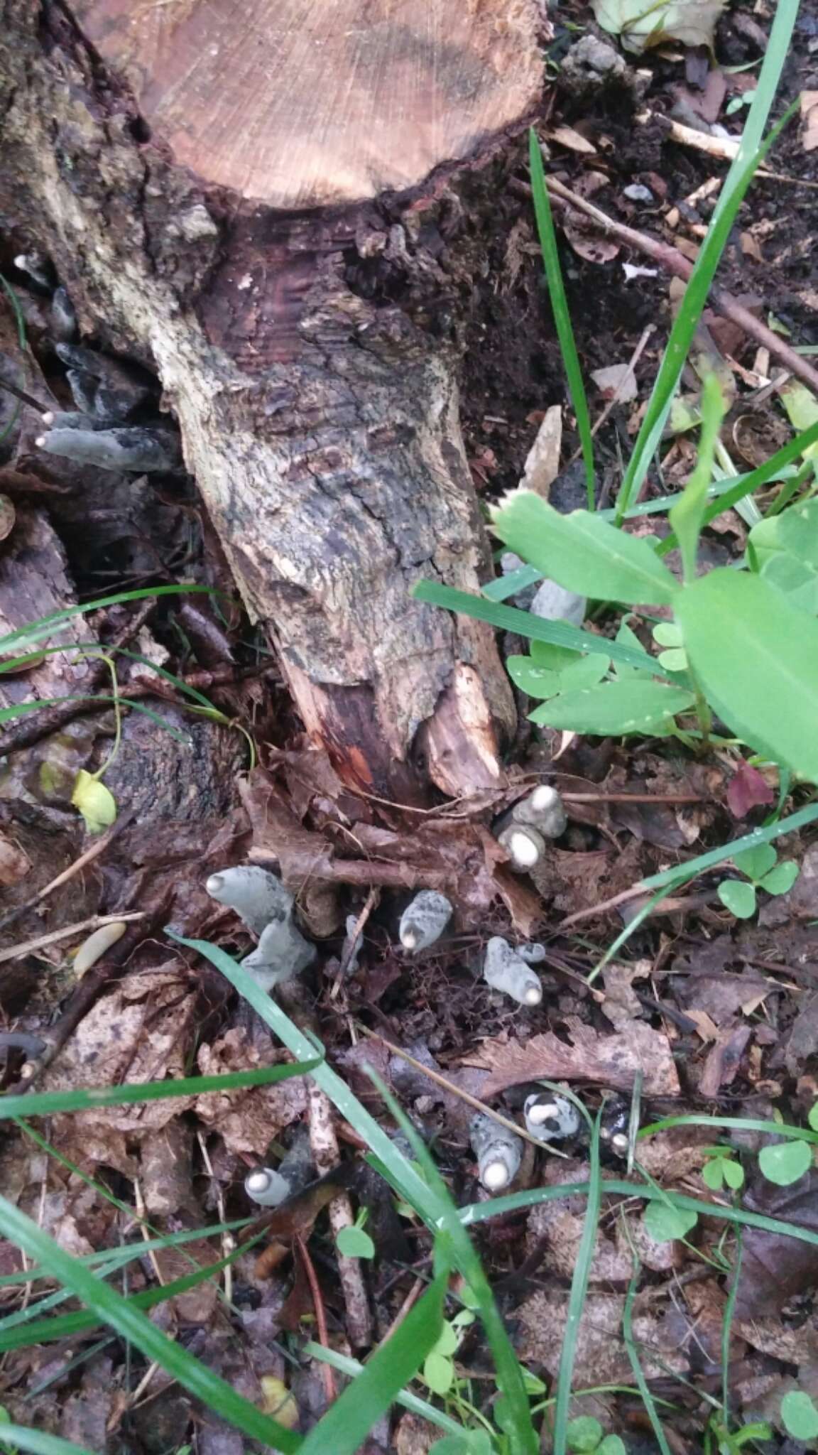 Imagem de Xylaria polymorpha (Pers.) Grev. 1824