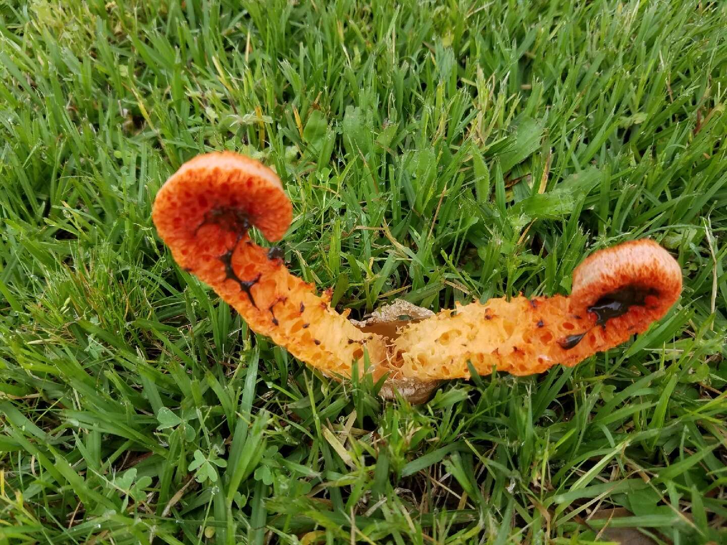 Imagem de Clathrus columnatus Bosc 1811