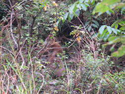 Image of Assam Macaque