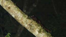 Image of Black Flying Squirrel