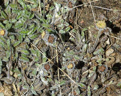 Image of Leptinella albida (D. Lloyd) D. G. Lloyd & C. J. Webb