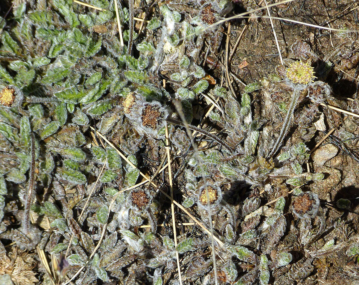 Image of Leptinella albida (D. Lloyd) D. G. Lloyd & C. J. Webb