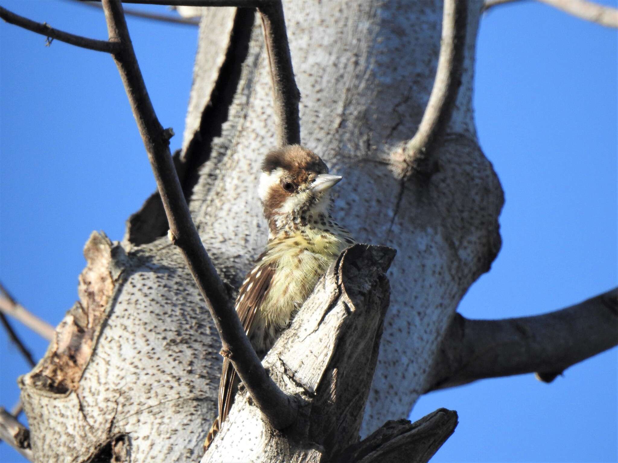 Image of Philippine Pygmy Woodpecker