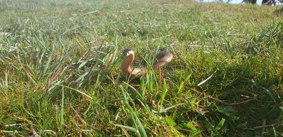 Image of Little Whip Snake