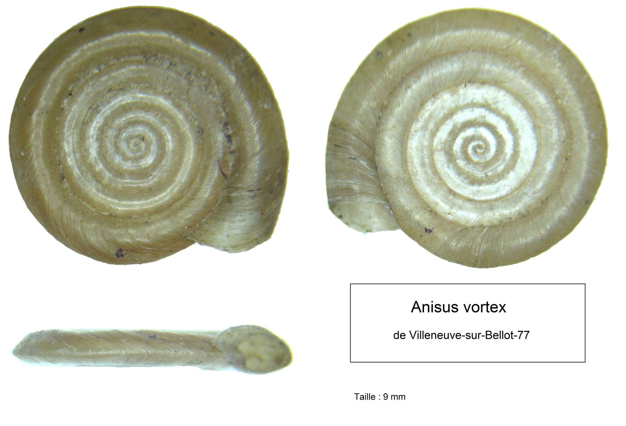 Image of Anisus vortex (Linnaeus 1758)