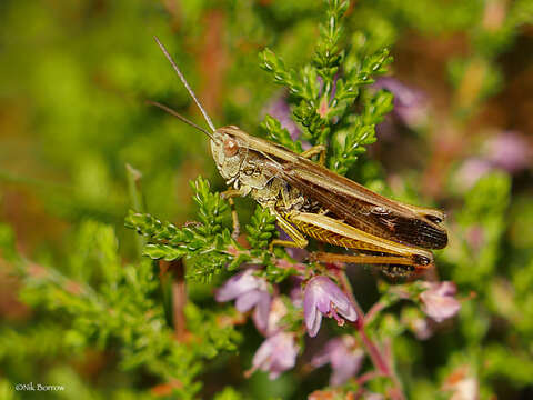 Image of Common green grasshopper