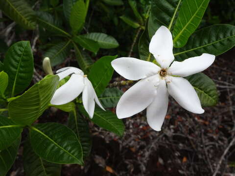 Gardenia aubryi Vieill. resmi