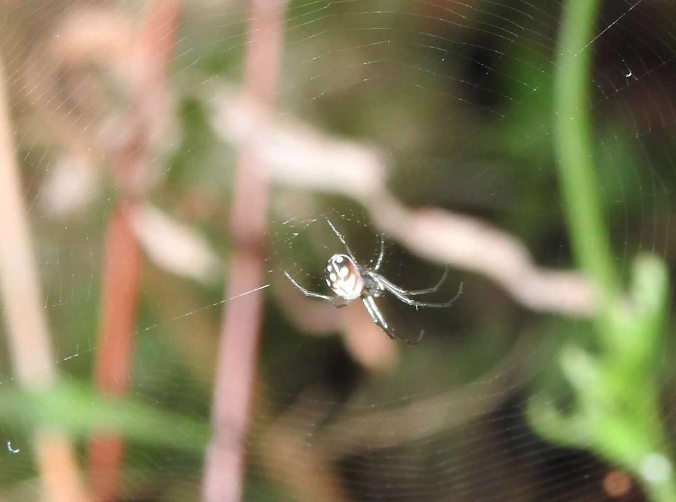 Image of Leucauge xiuying Zhu, Song & Zhang 2003