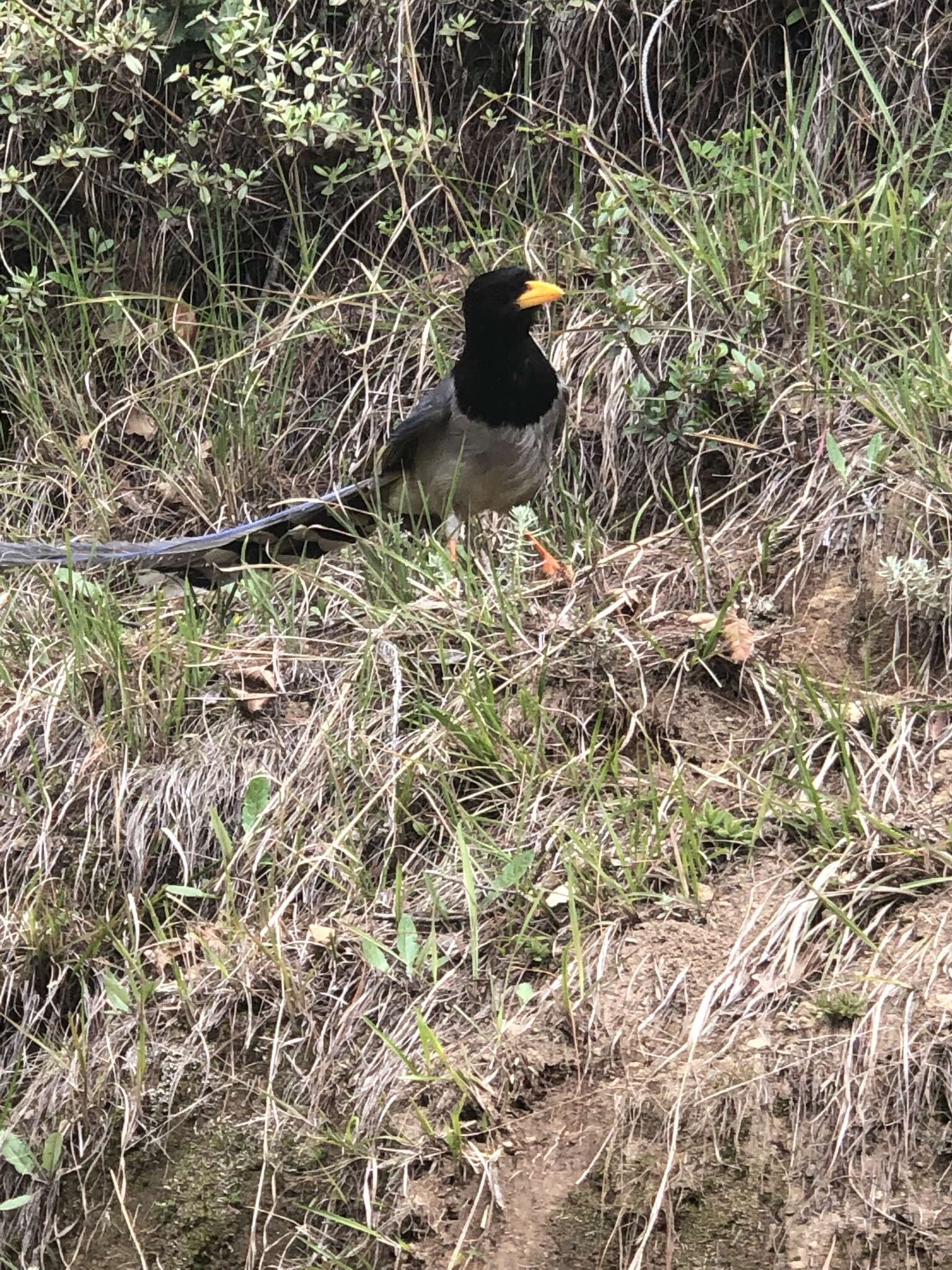 Image of Gold-billed Magpie