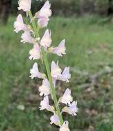 Image of Linaria nivea Boiss. & Reuter