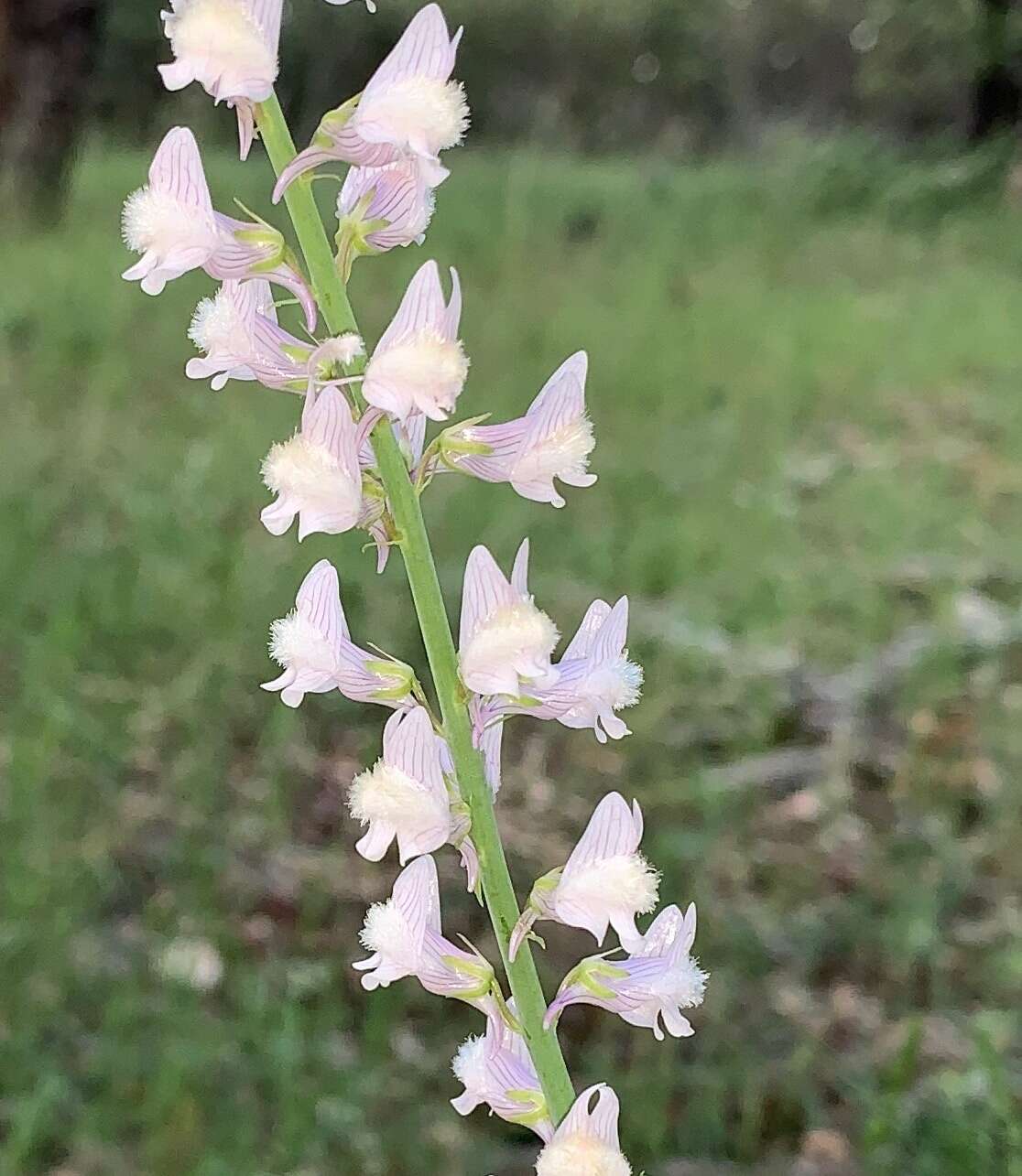 Image of Linaria nivea Boiss. & Reuter