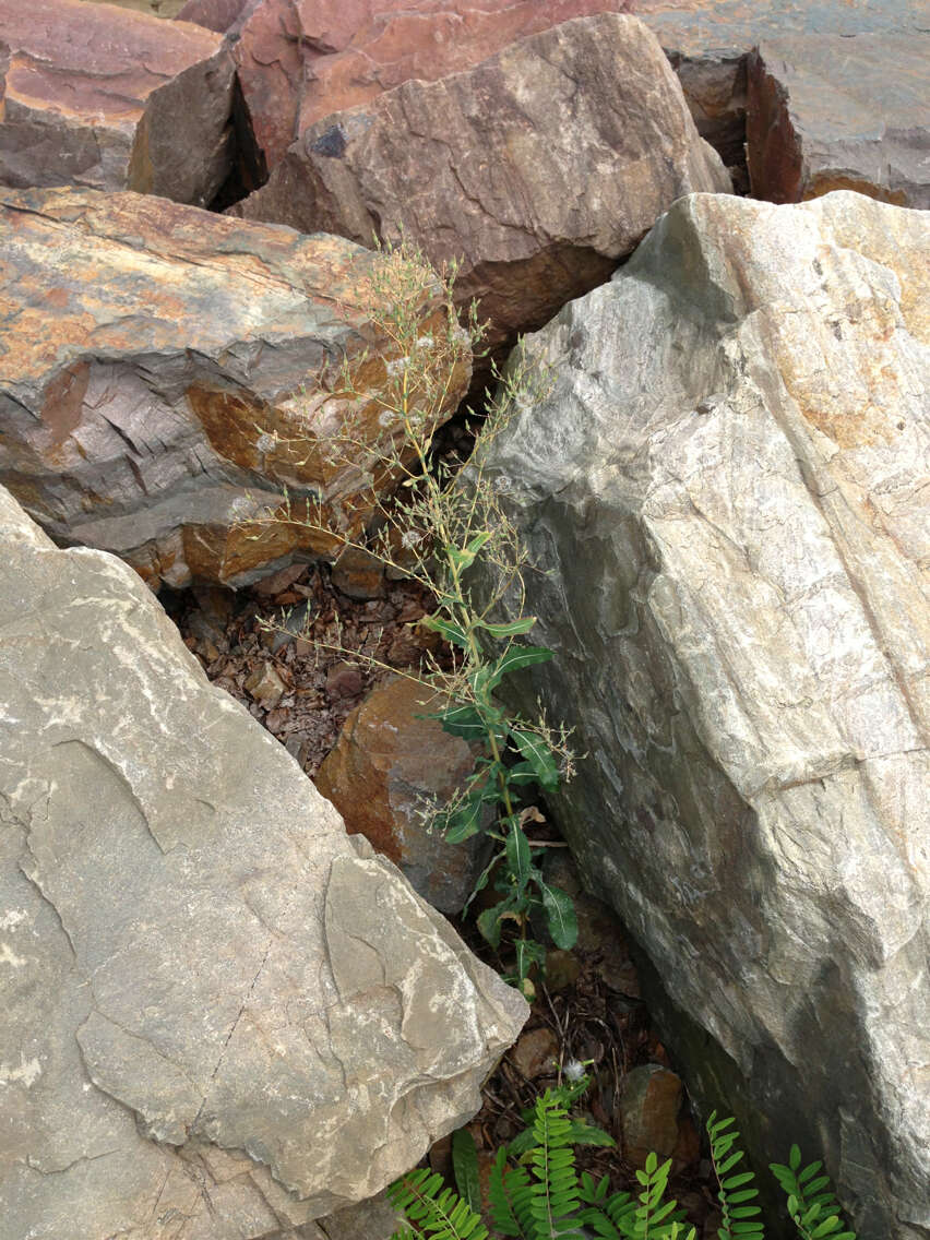 Image of prickly lettuce