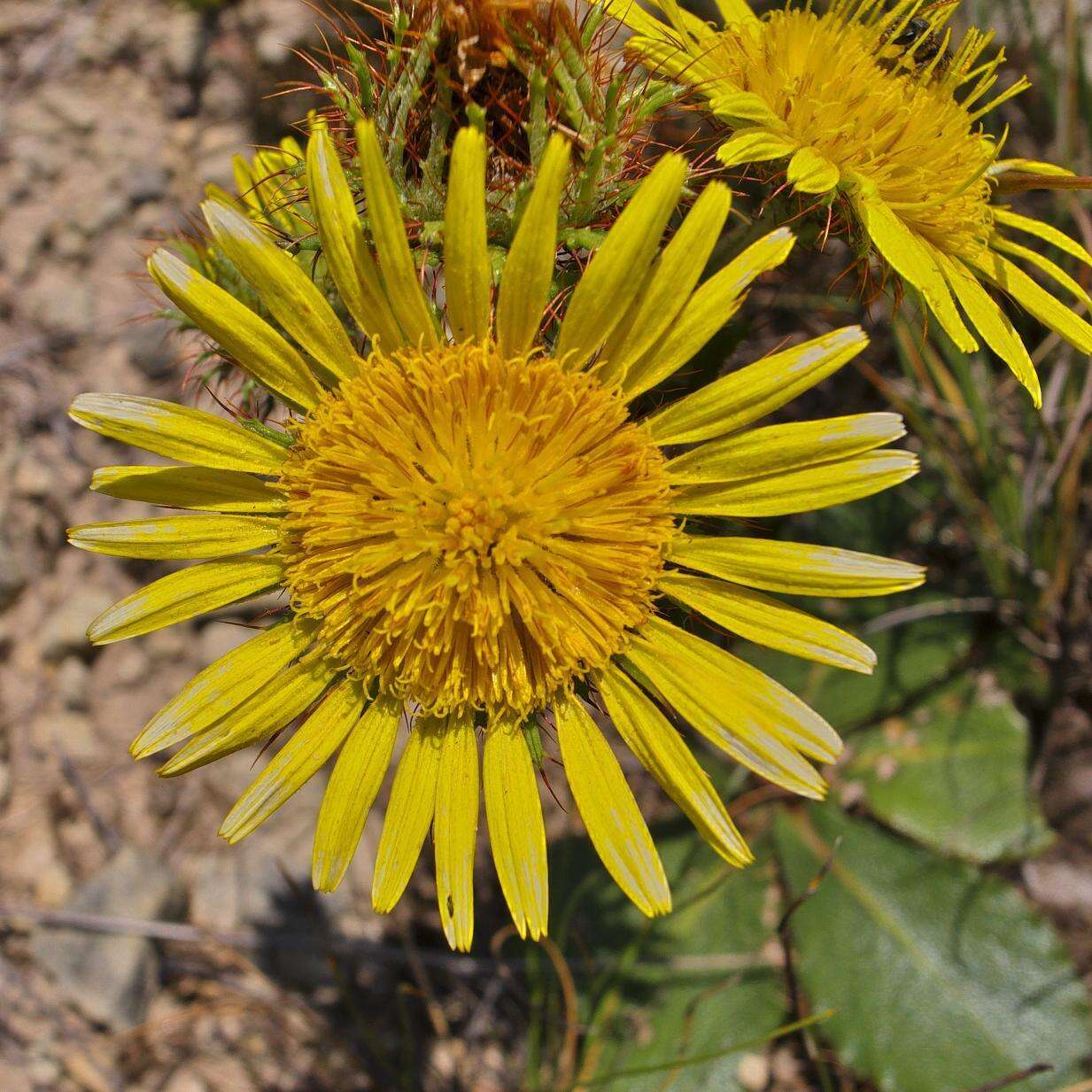 Sivun Berkheya rhapontica subsp. rhapontica kuva