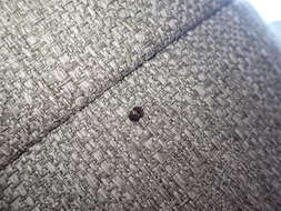 Image of Banded Black Carpet Beetle