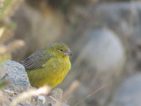 Image of Greenish Yellow Finch