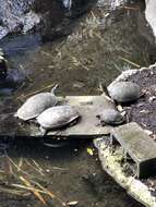 Image of Black River Turtle