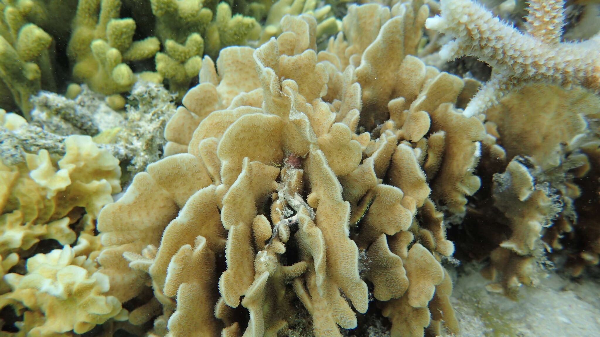 Image of Pavona coral