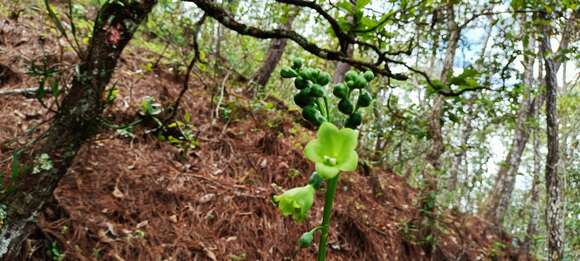 Image of Chelonanthus alatus Standl.