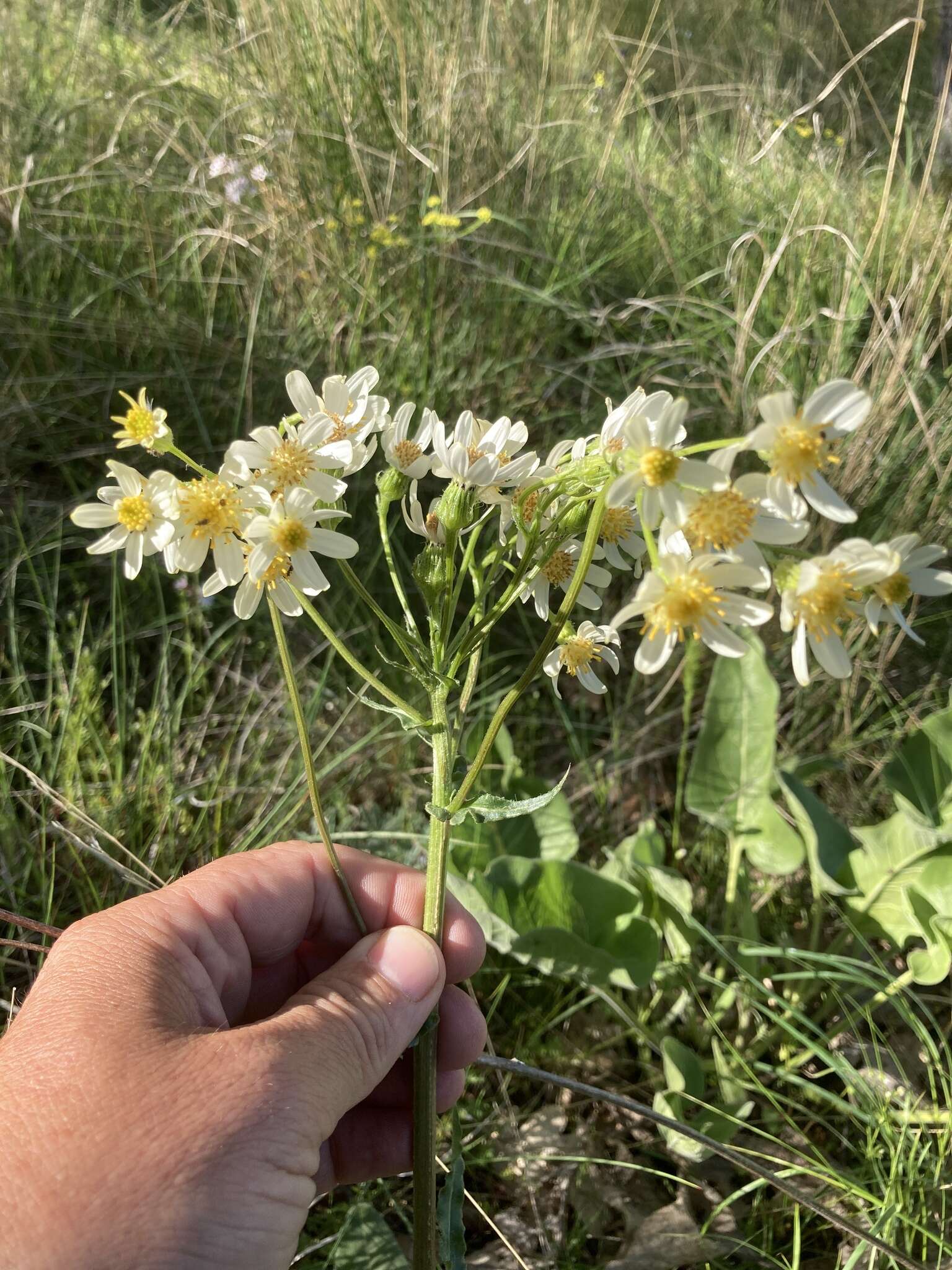 Image of paleyellow ragwort