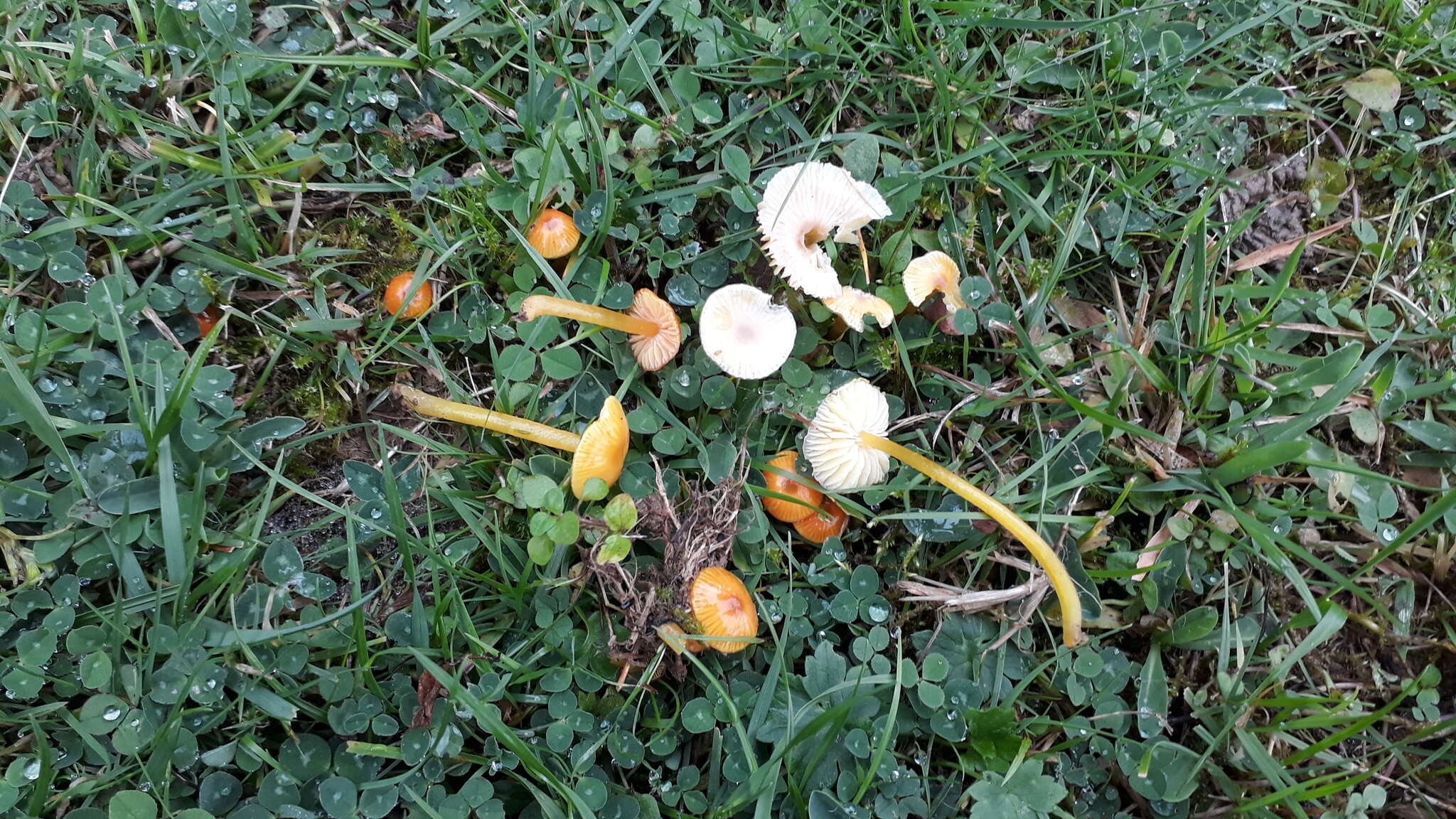 Image de Hygrocybe glutinipes (J. E. Lange) R. Haller Aar. 1956