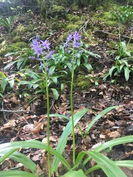 Image of Scilla lilio-hyacinthus L.