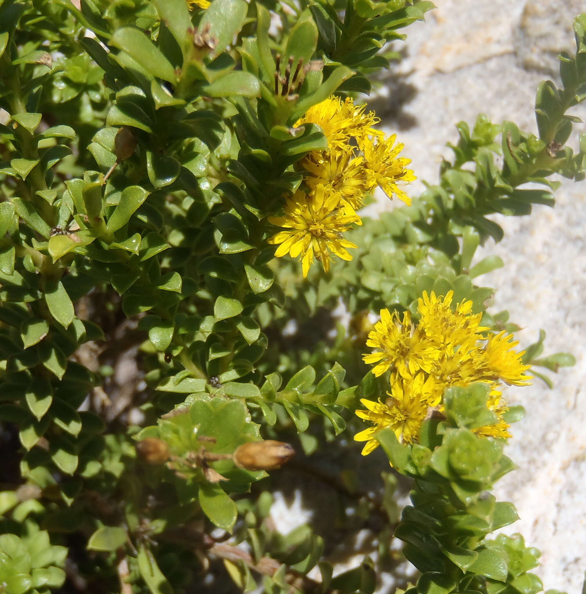 Image of Oedera squarrosa (L.) A. A. Anderberg & K. Bremer