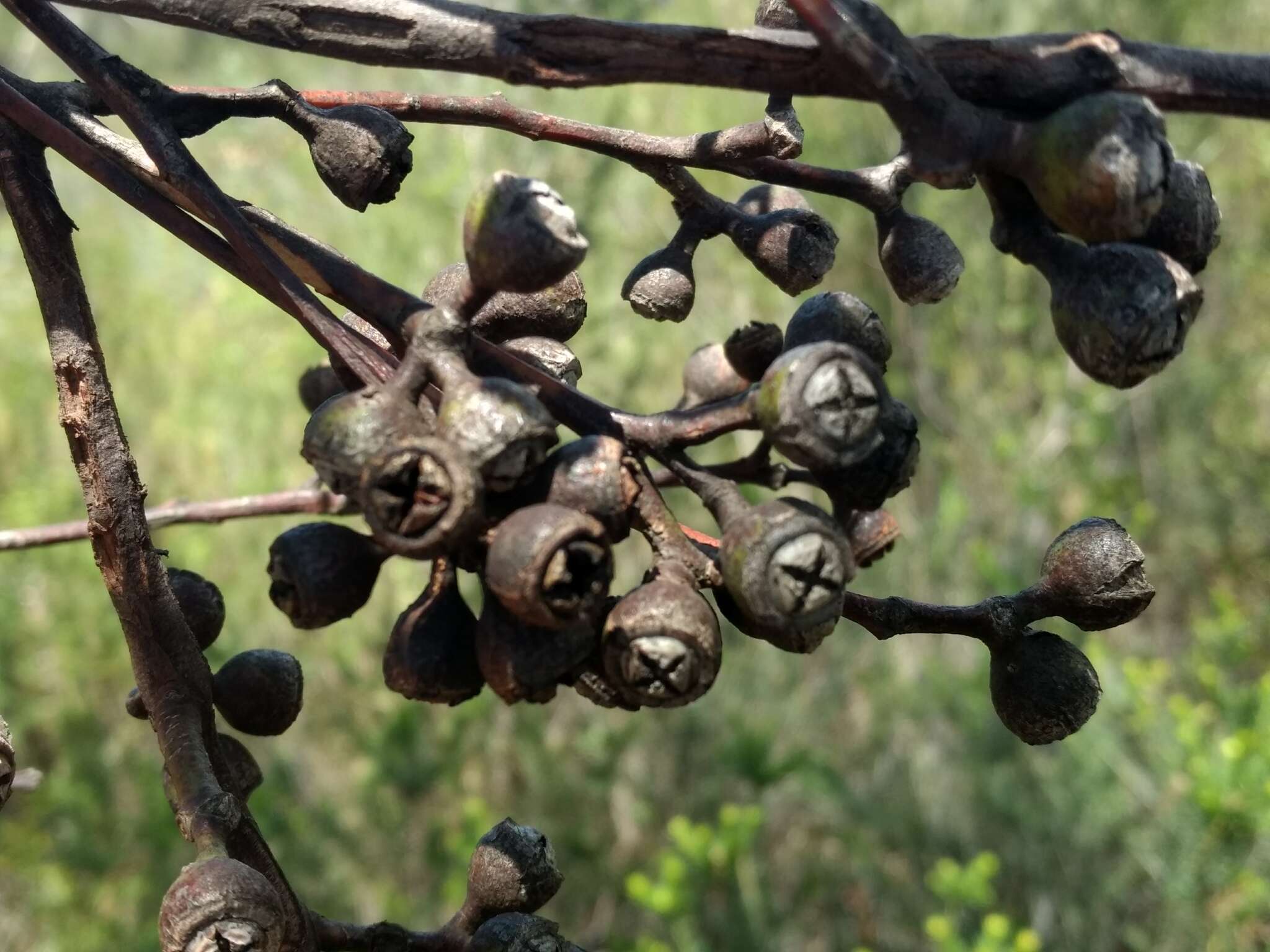 Image of gray gum