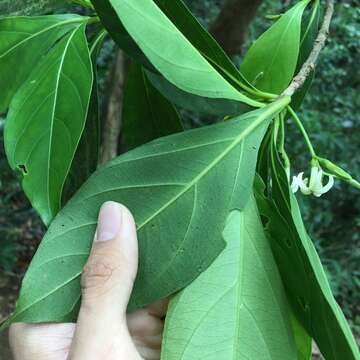 صورة Timonius arboreus Elmer