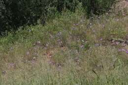 Imagem de Ipomoea ternifolia Cav.