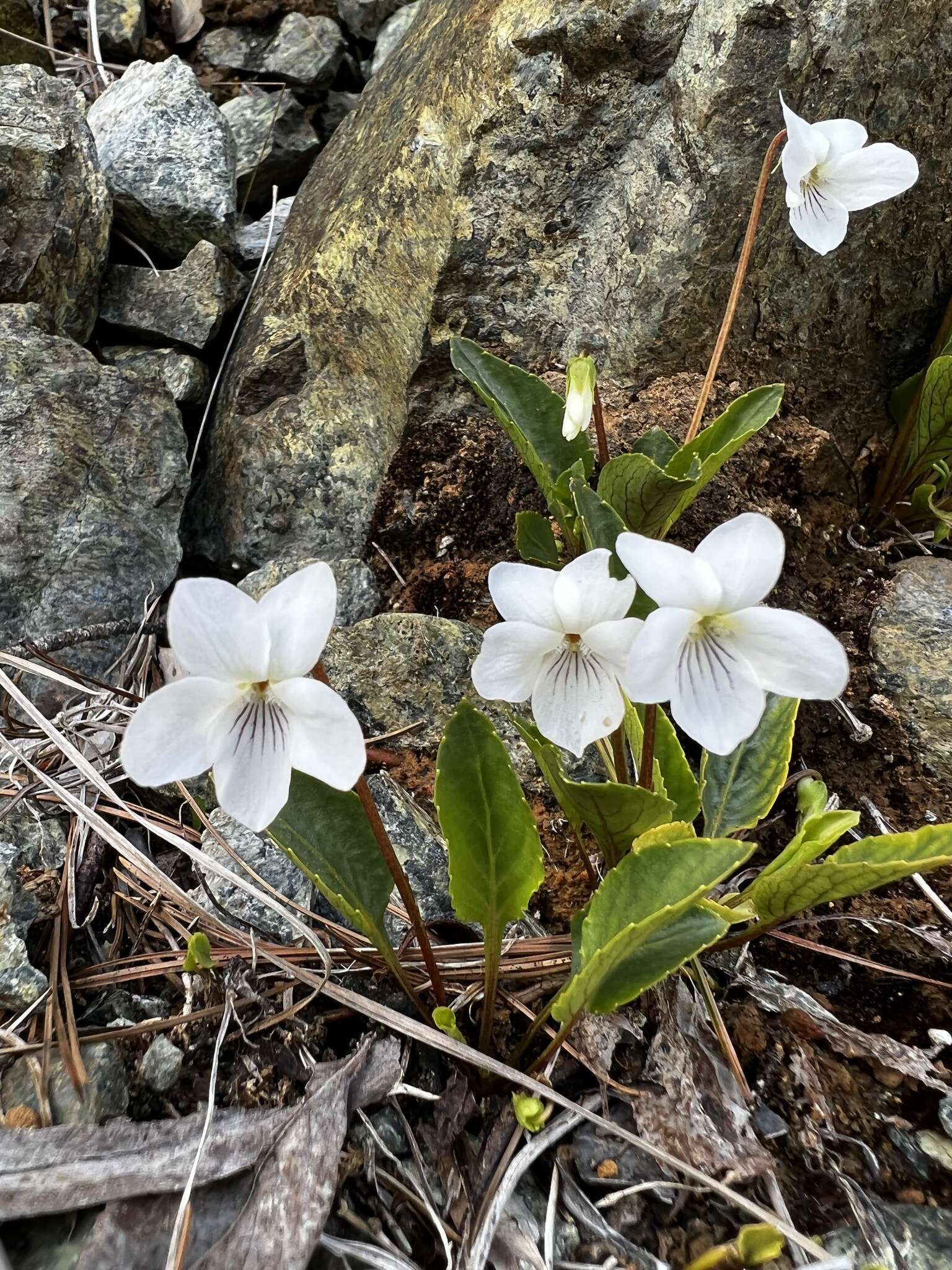 Viola primulifolia var. occidentalis A. Gray resmi