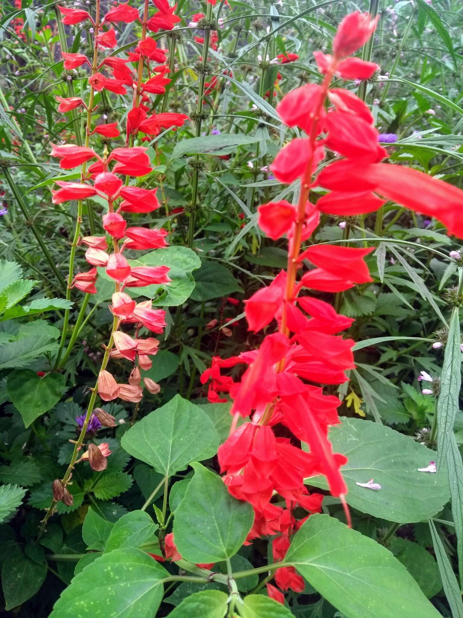 Imagem de Salvia splendens Sellow ex Nees