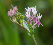 Слика од Asclepias rubra L.