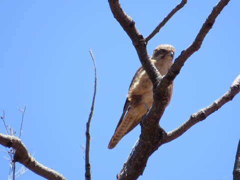 Image of Brown Falcon