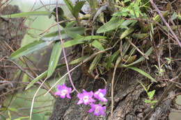 Image of Laelia autumnalis (Lex.) Lindl.