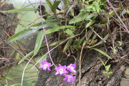 Plancia ëd Laelia autumnalis (Lex.) Lindl.