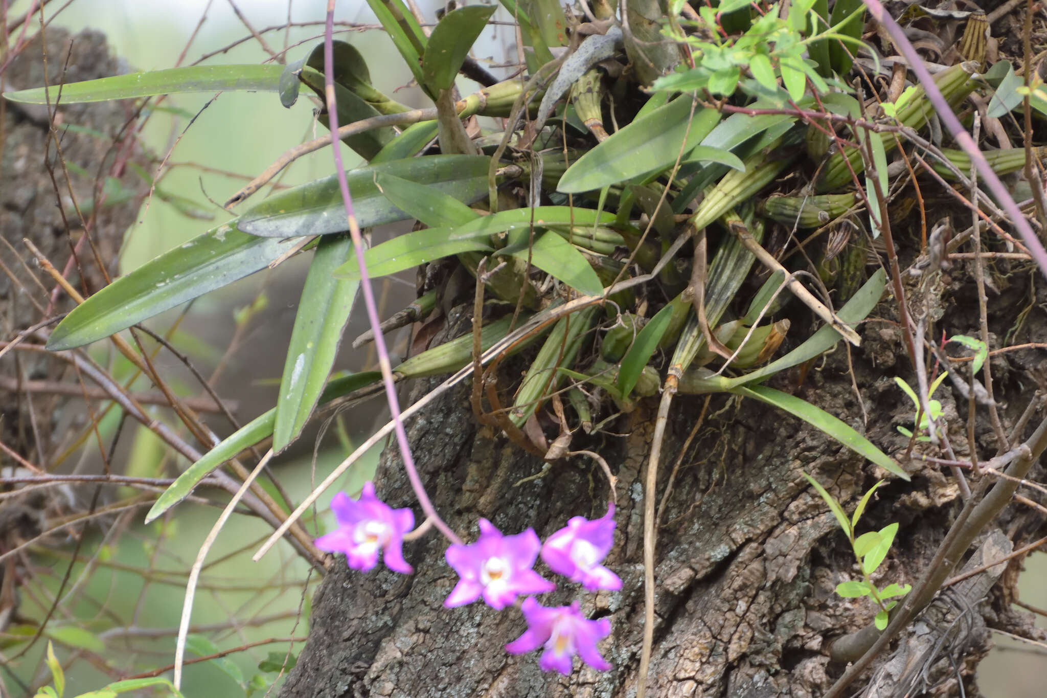 Image de Laelia autumnalis (Lex.) Lindl.