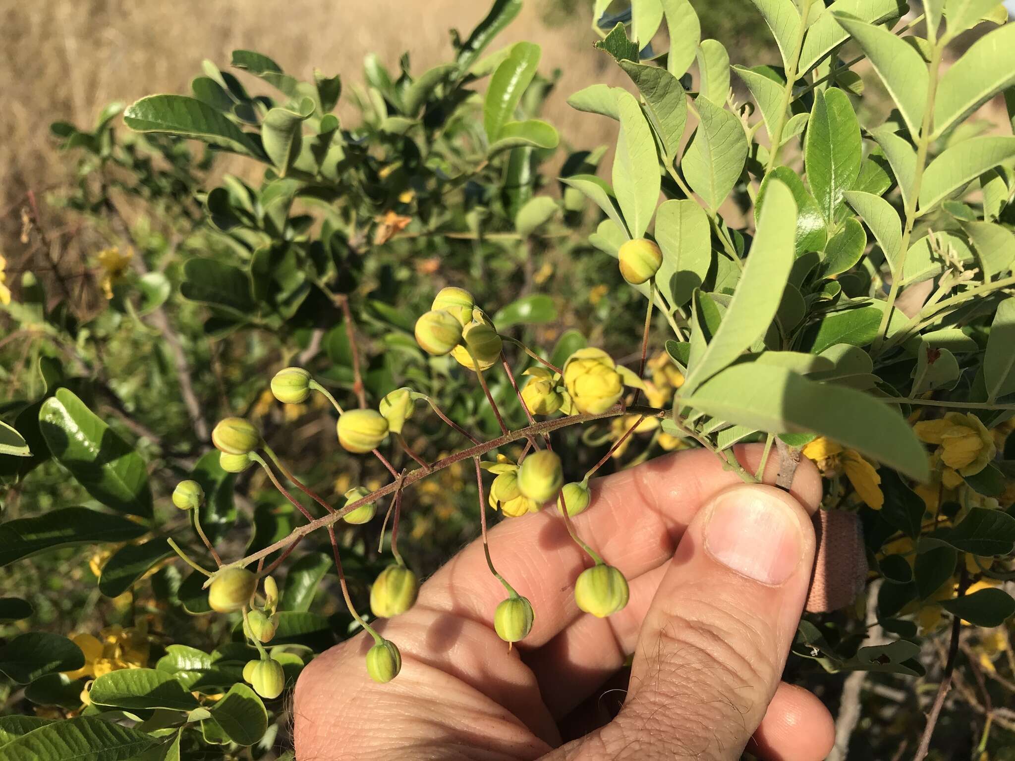 Image of Cassia tomentella (Benth.) Domin