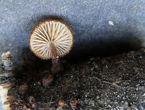 Image of Phaeomarasmius erinaceus (Fr.) Scherff. ex Romagn. 1937