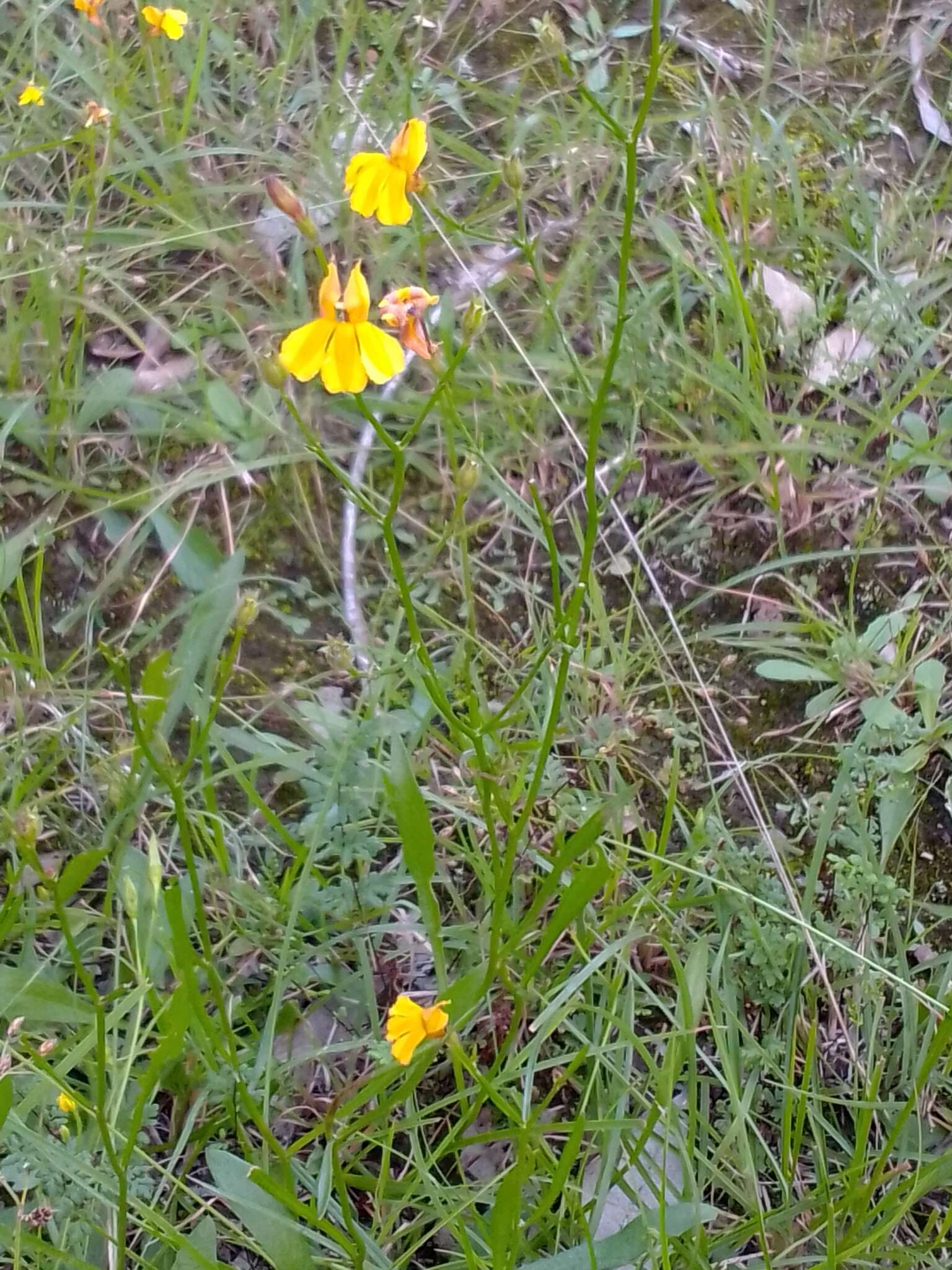 Image de Goodenia paniculata Sm.