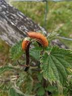 Image of nettle rust (fungus)