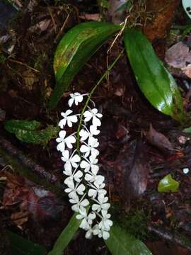 Image of Aerangis citrata (Thouars) Schltr.