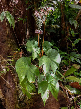 Image of Begonia involucrata Liebm.