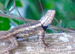 Image of Clark's spiny lizard