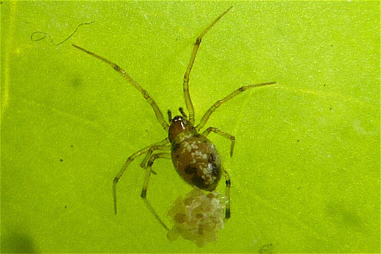 Image of Coleosoma