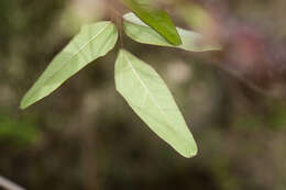 Imagem de Akebia trifoliata subsp. australis (Diels) Shimizu